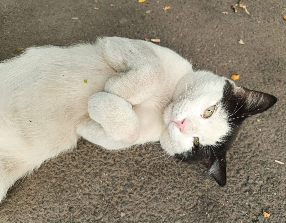 Teddy, cel mai blând uriaș