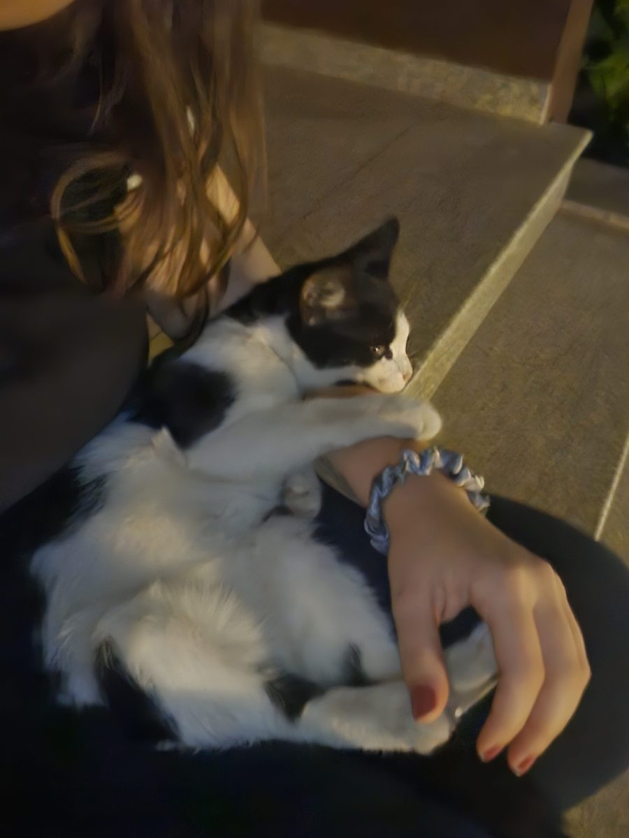 Pisicuță alb-negru caută o familie iubitoare– Sector 1, București