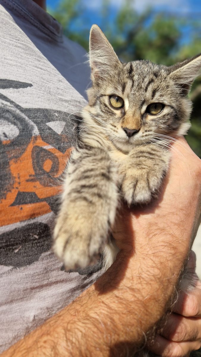 FluffyGirl işi cauta o casuta