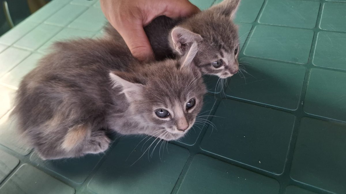 Adoptie pui pisica 1 luna, nepotica de Nebelung