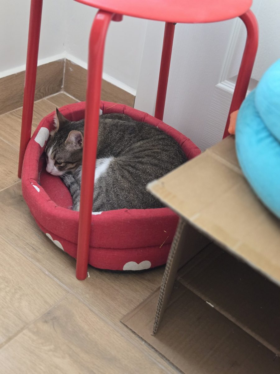 Caut stăpân iubitor și grijuliu care stă în apartament!
