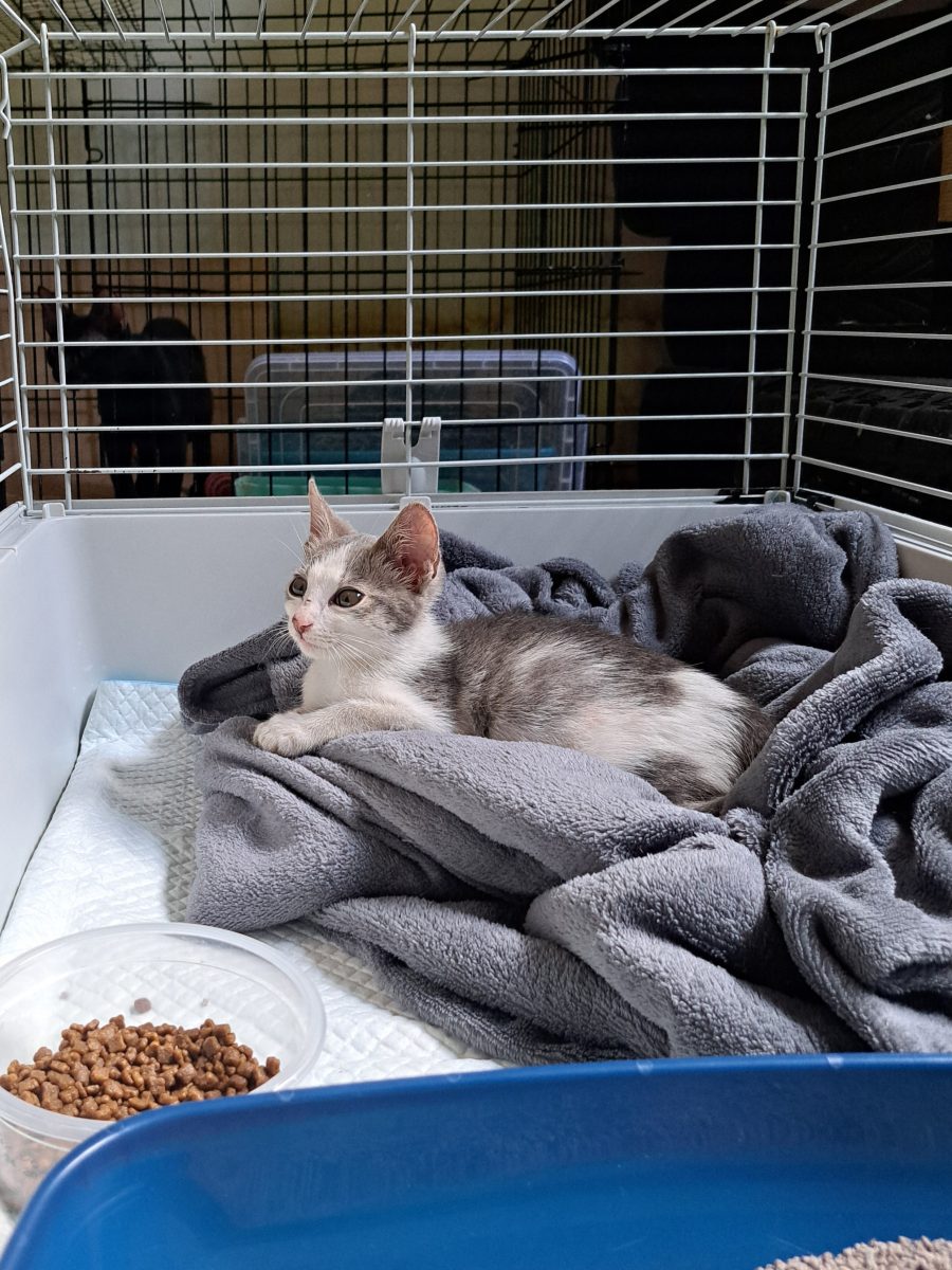 URGENT – Adoptie Pisica Pui