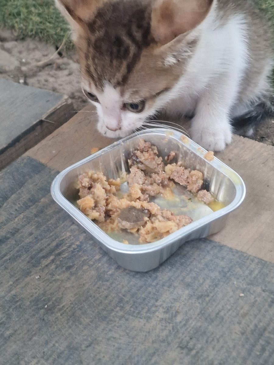 Adoptie puiut de pisica