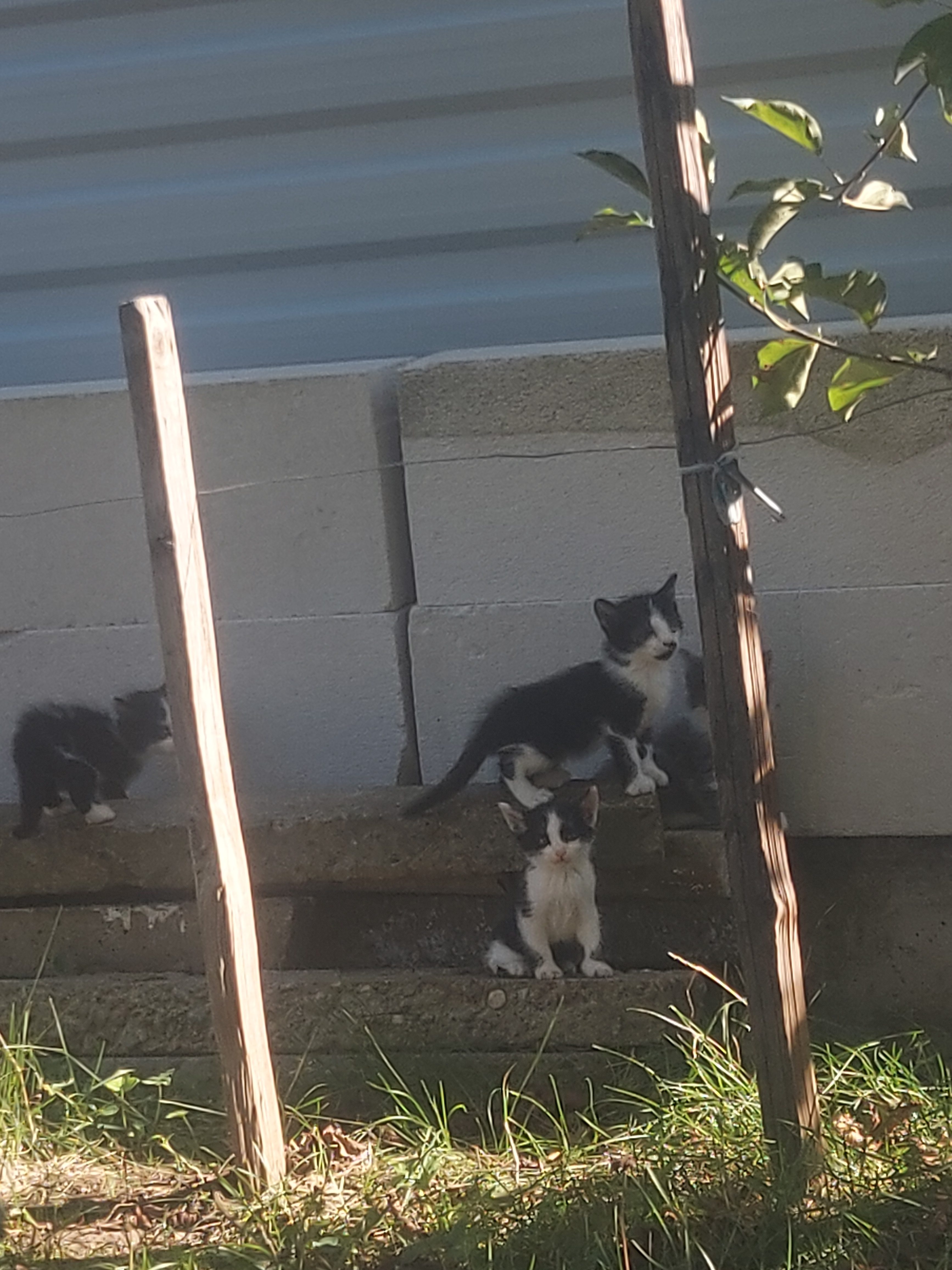 4 pui de pisica abandonați își cauta familii primitoare