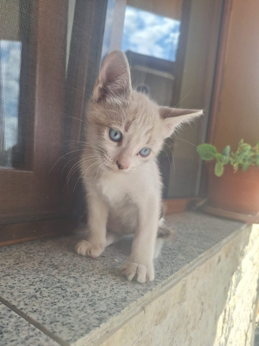 Donez pisicuțe