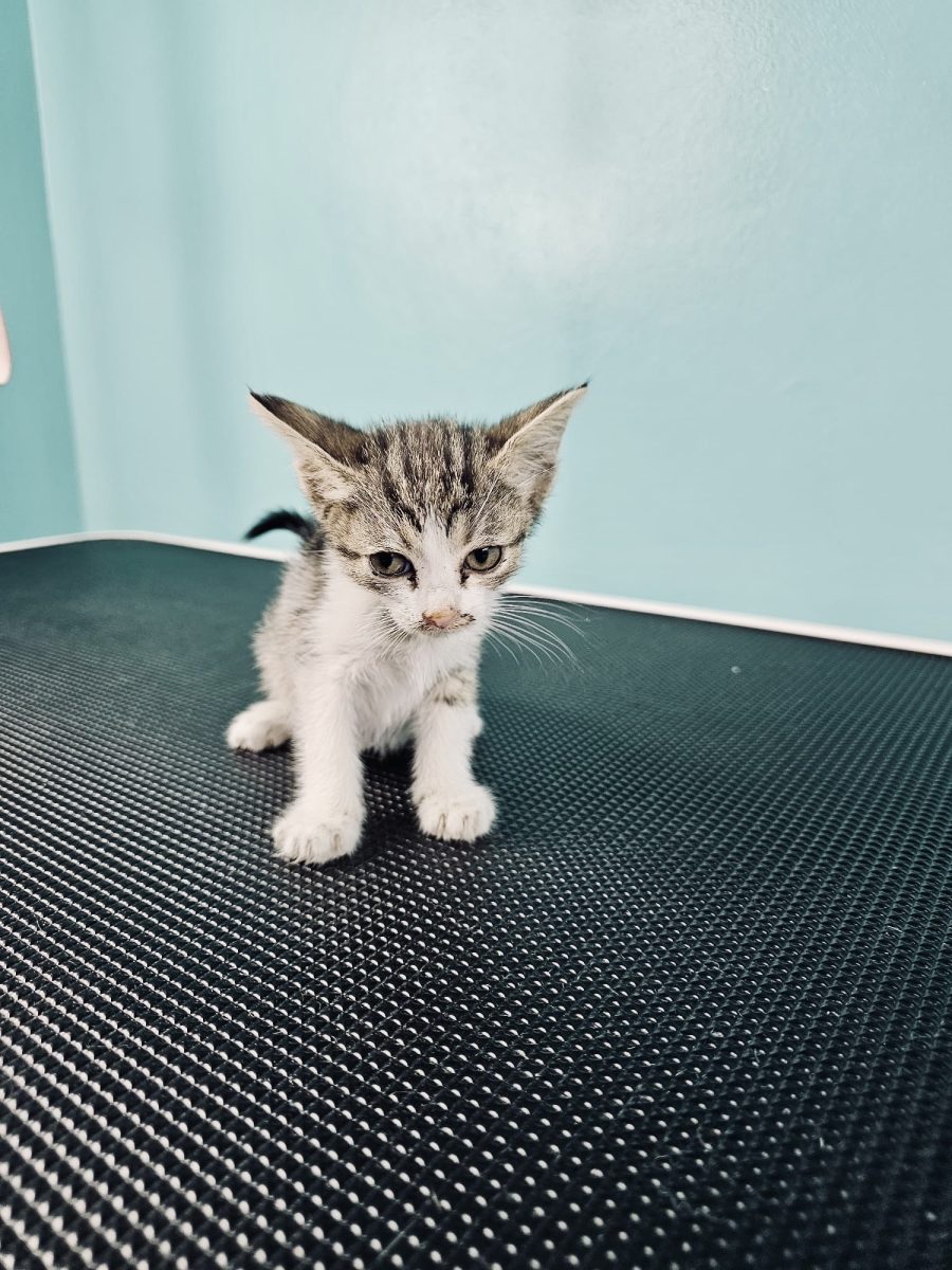 Pisicuta spre adoptie