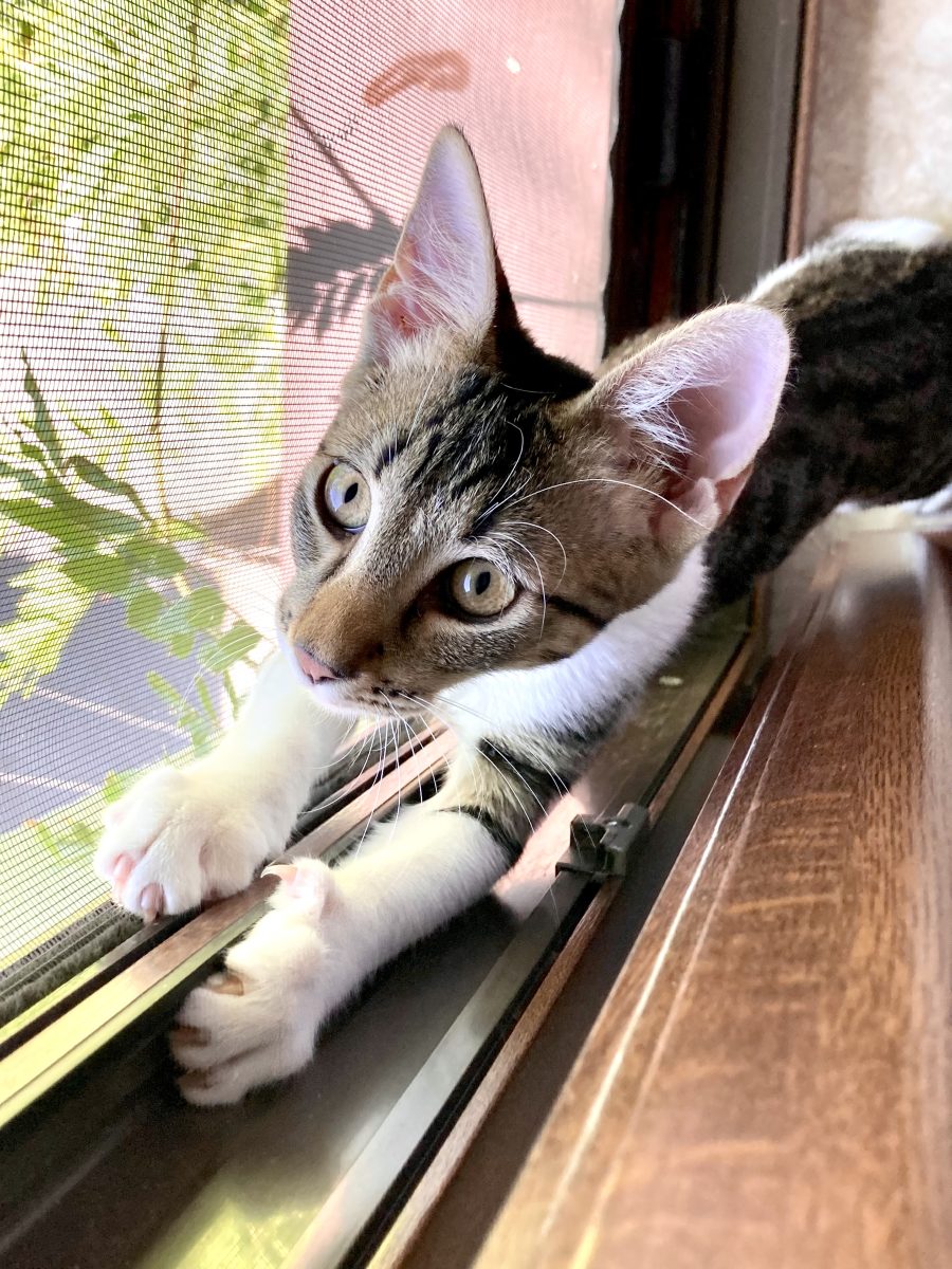 Adopta-l pe D’Artagnan, baietel bun si frumos