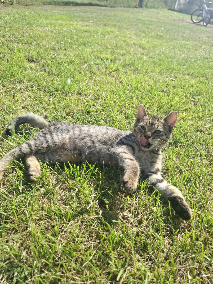 ✨ Caută-ți acum tovarăși pufoși — 3 pisoi adorabili, gata pentru casa ta! ✨