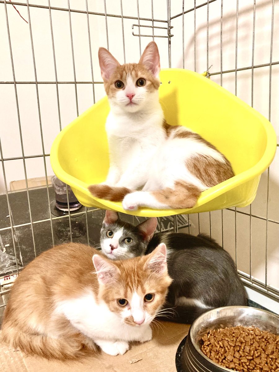 Baietei pufosi cu blana lunga pentru adoptie