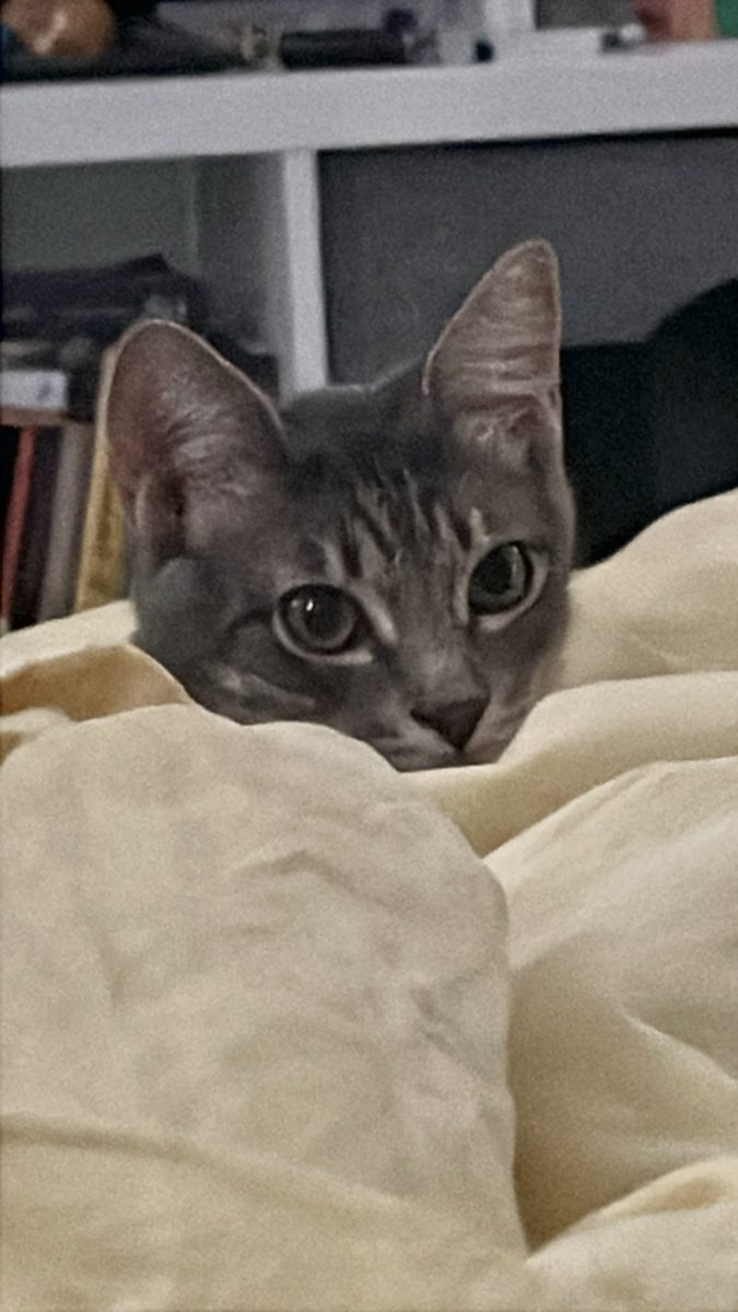 Adoptia fericirea in miniatura 🐾