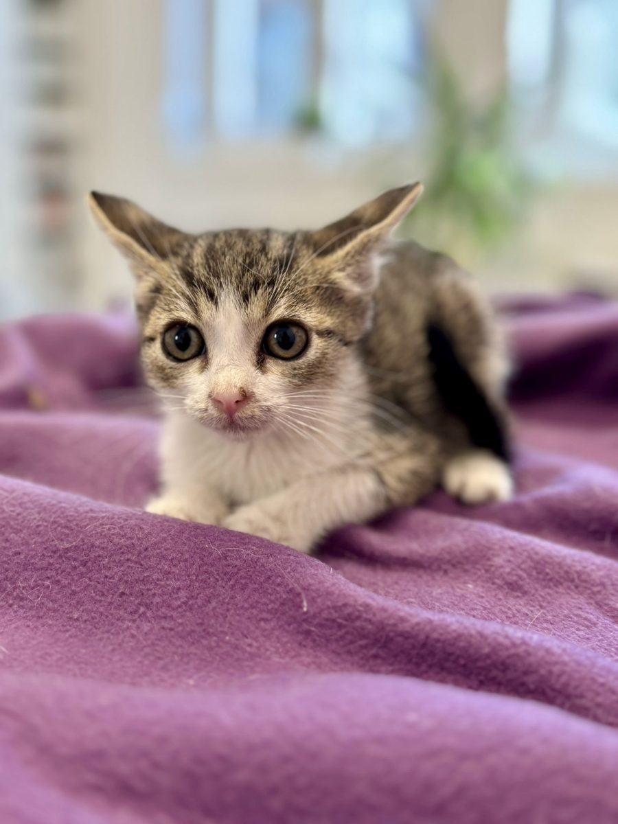 🌸 Adopție pisicuță specială 🌸