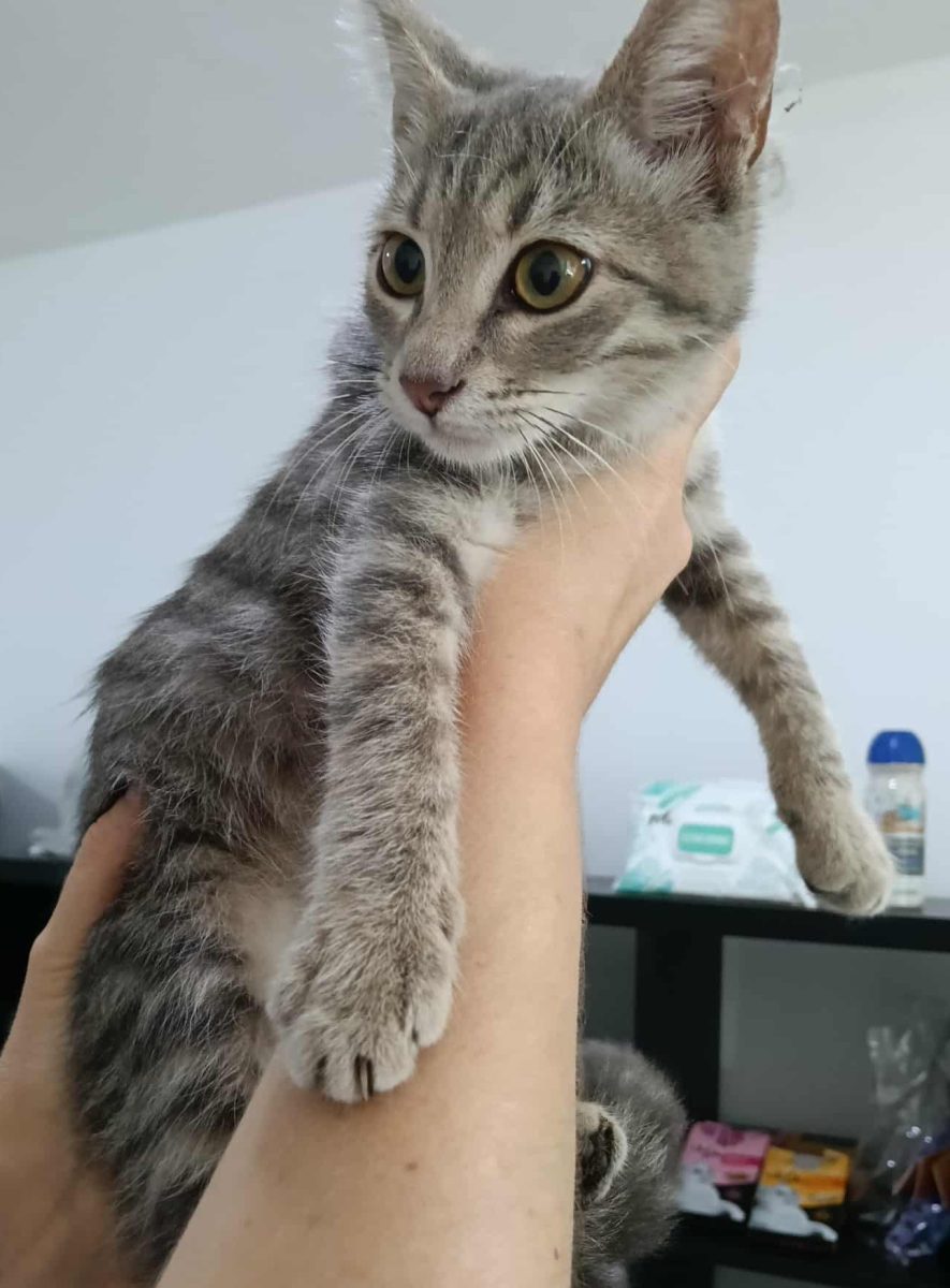Alice si un vis / La un om al ei, care sa o iubeasca pe viata