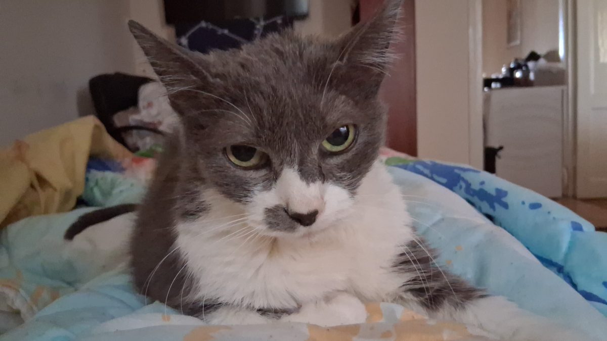 Thomasina isi cauta alta casuta