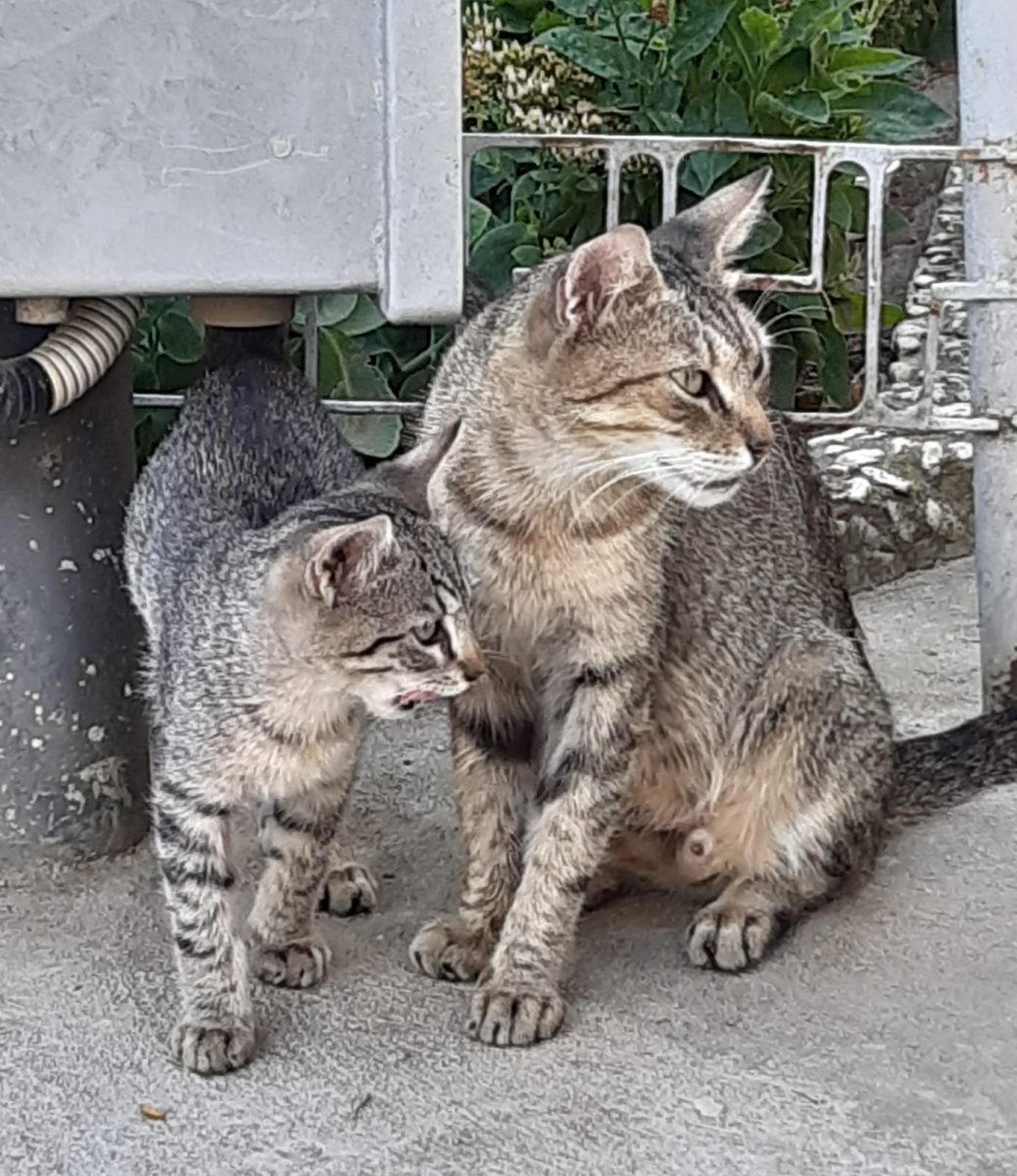 Pisica cu trei pui spre adoptie