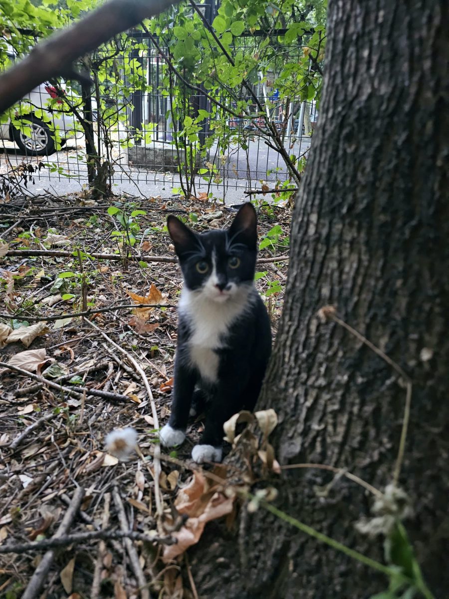 Pisicutza tuxedo, varsta 4 luni, baietel