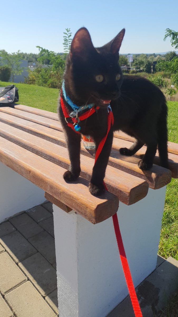 ȚUPI motănelul norocos🐈‍⬛ caută curte și familie iubitoare
