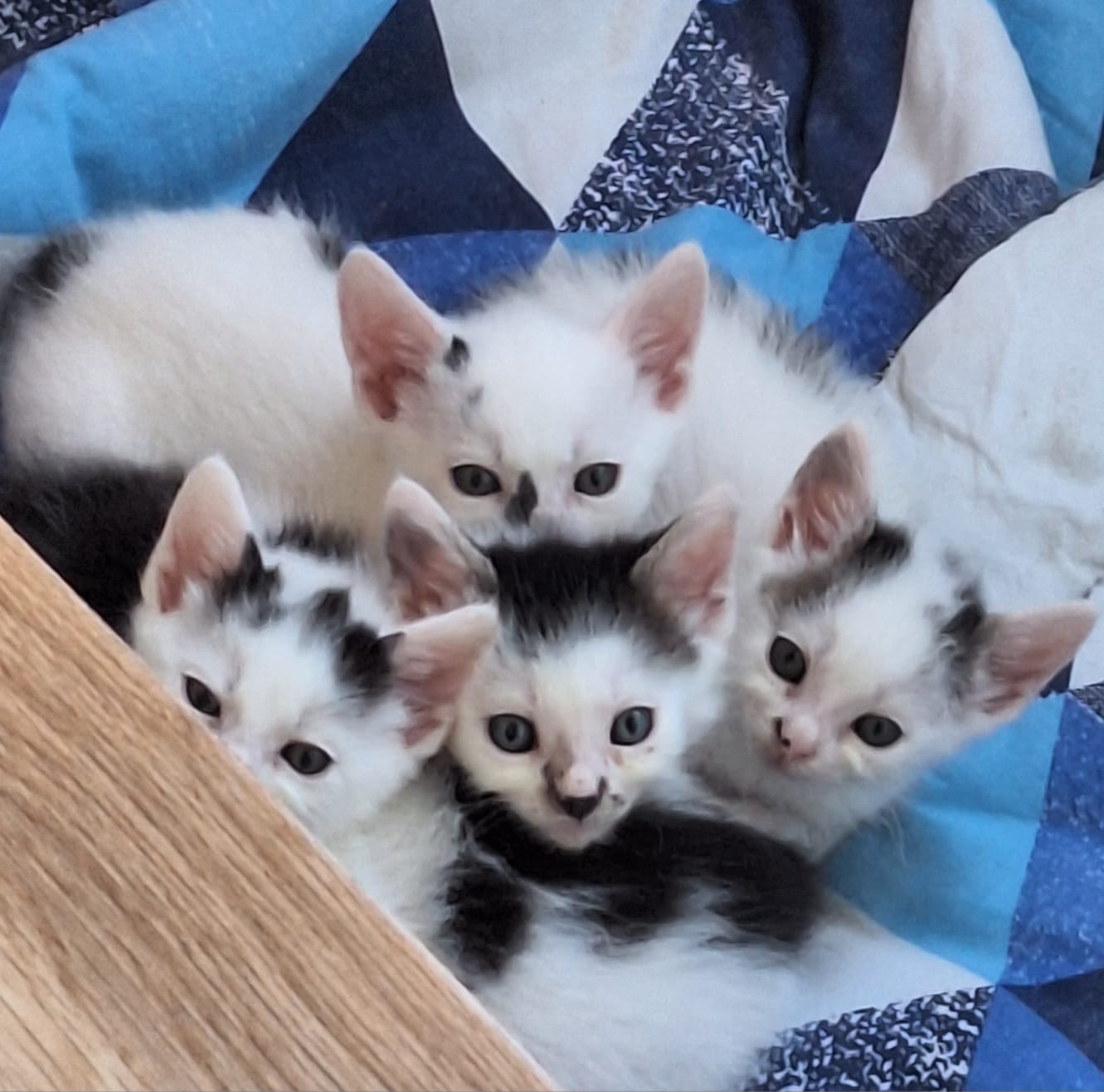 4 frățiori au nevoie de cămine