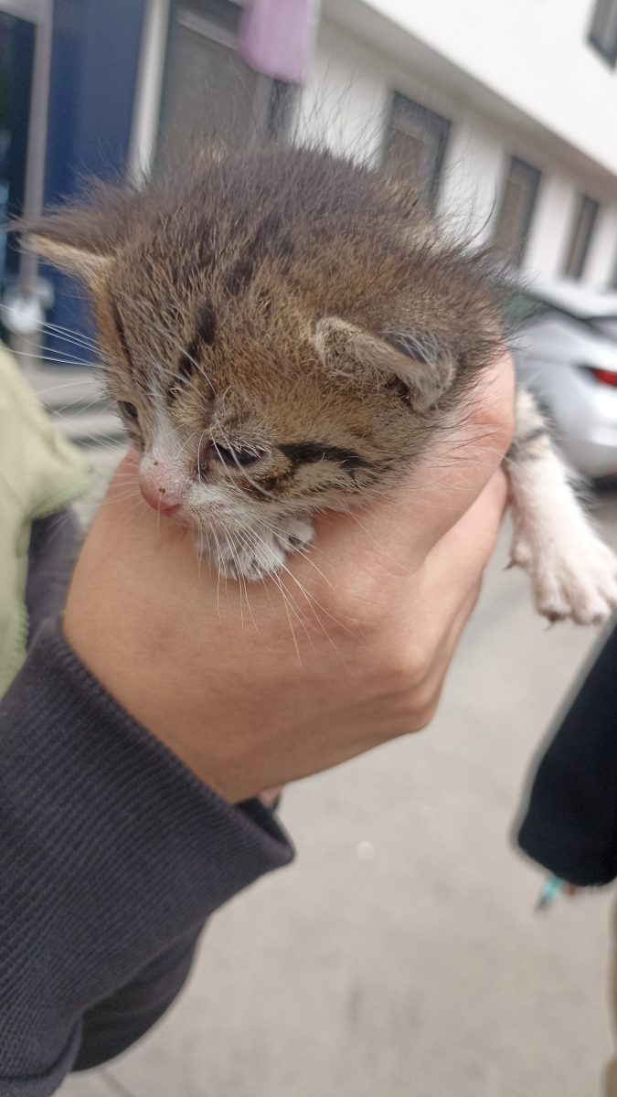 Pisic pentru adopție