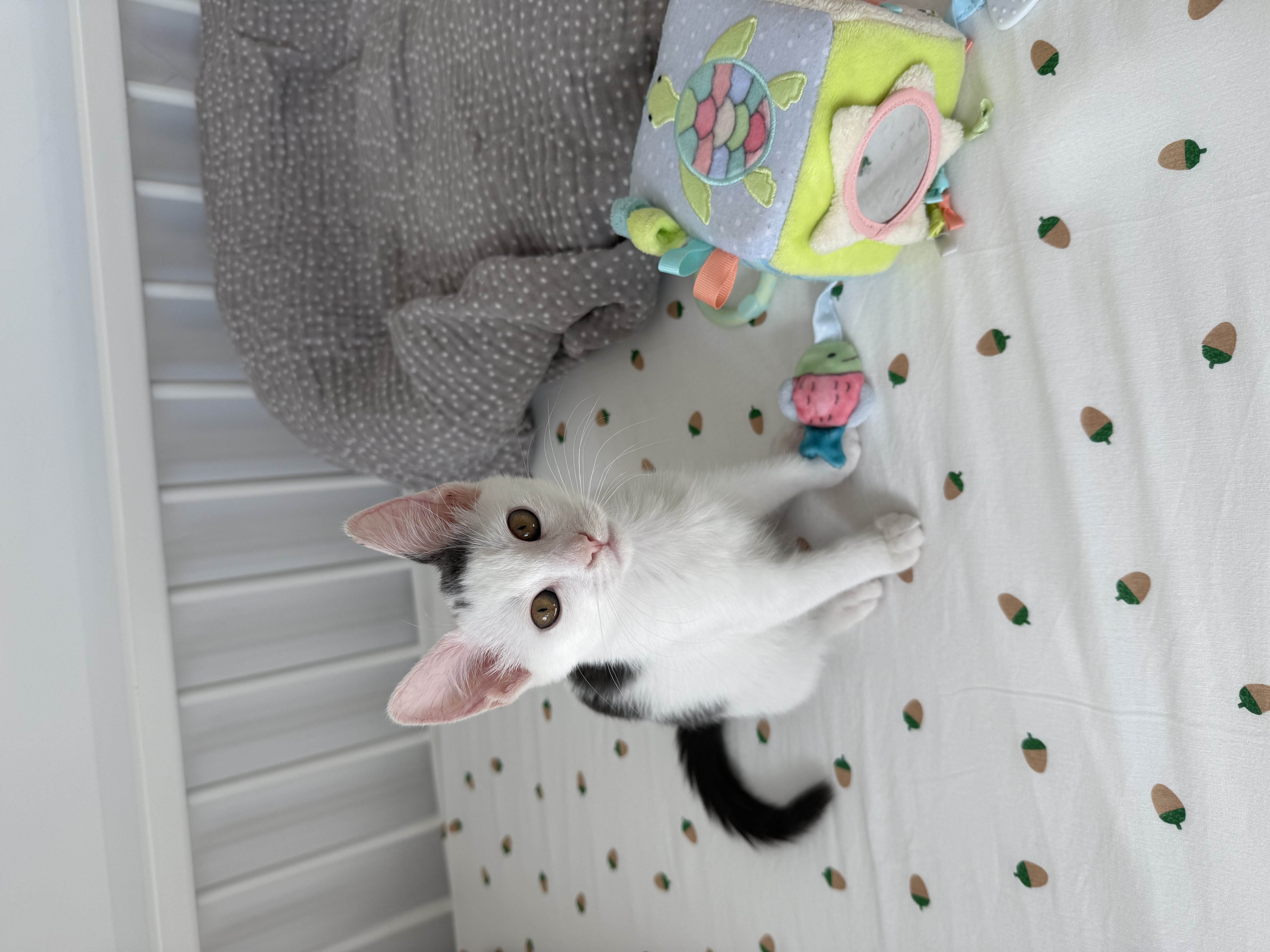 Milky si Oreo – surori de aprox. 3 luni pentru adopție