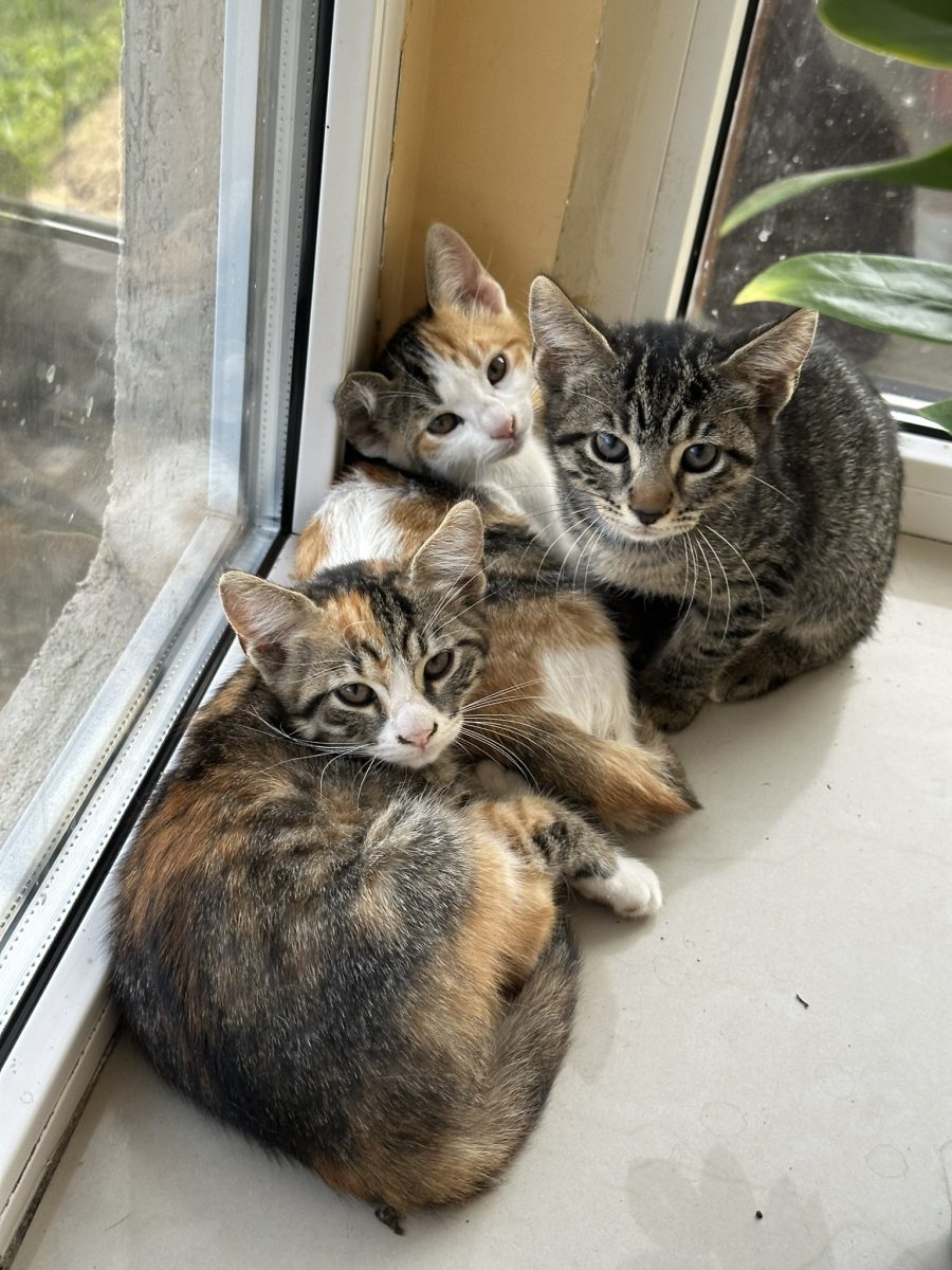 3 pisicute cauta camin