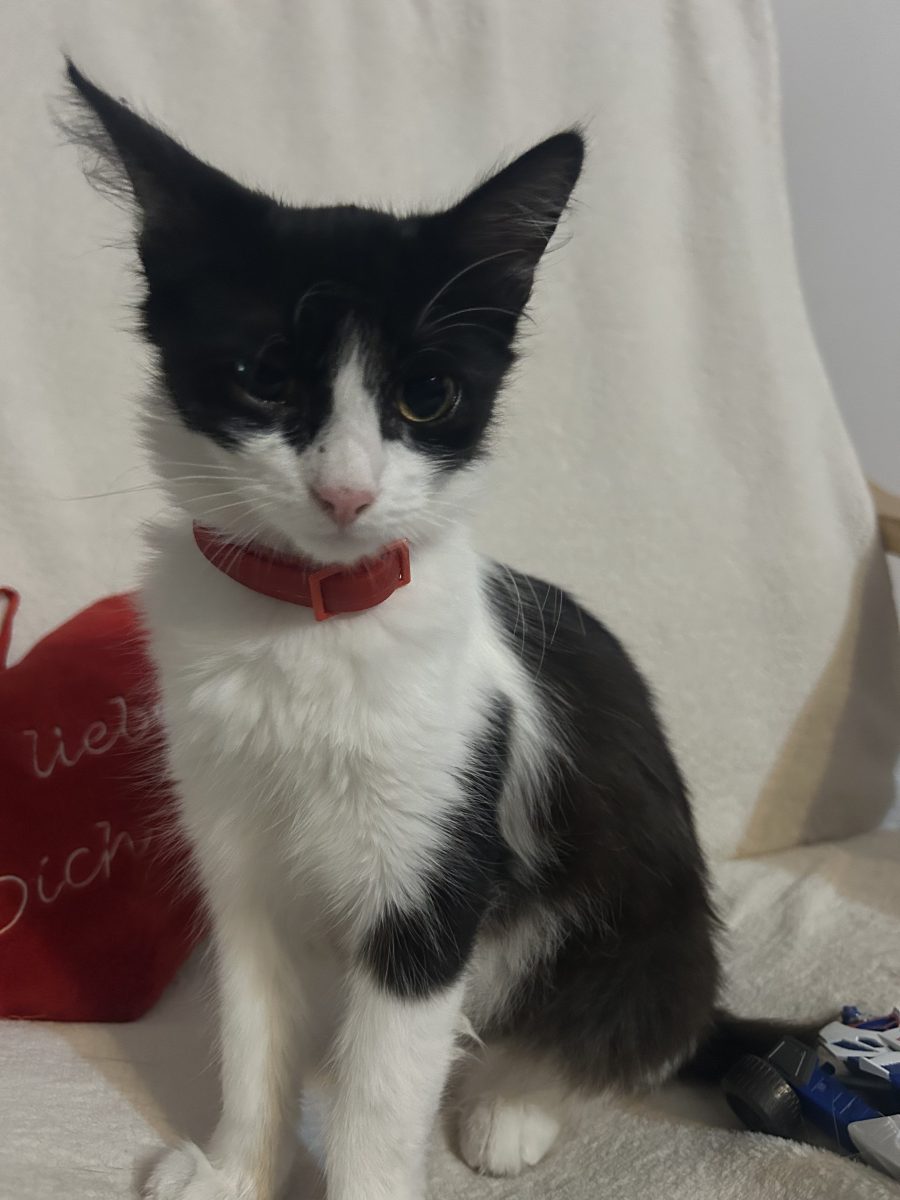 Pui de pisica spre adoptie