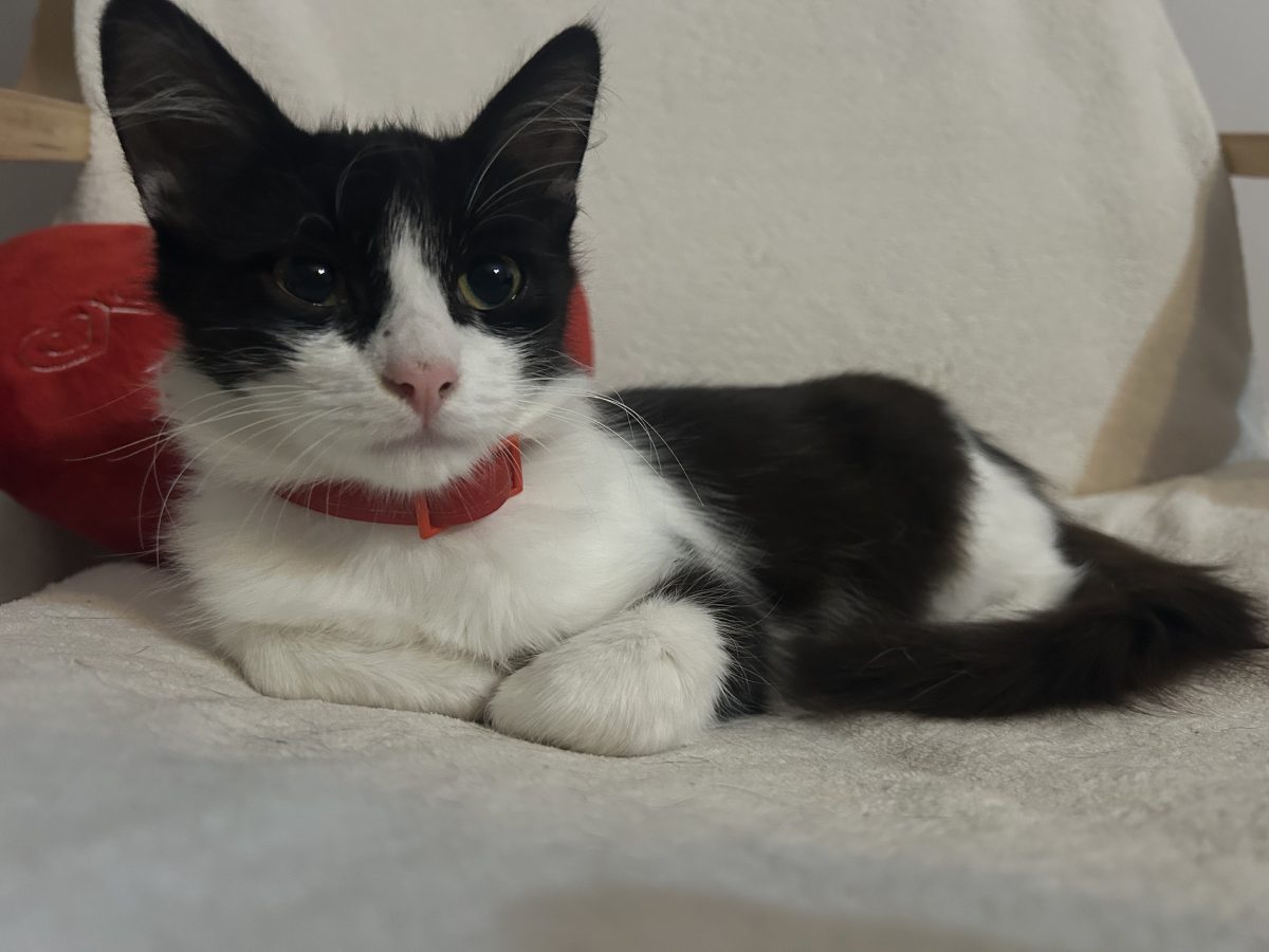 Mitzi cauta familie iubitoare