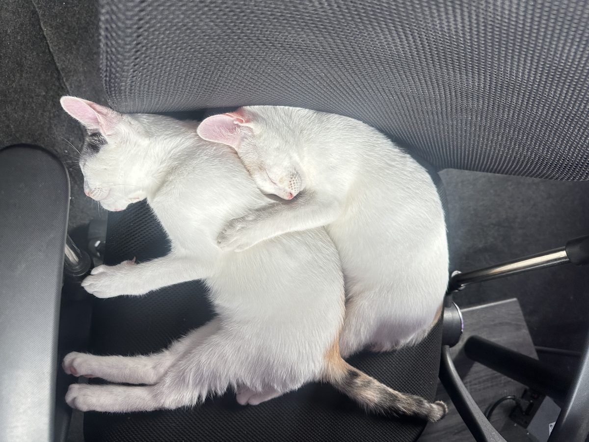Adopție Sleepy, Sclipy si Caly