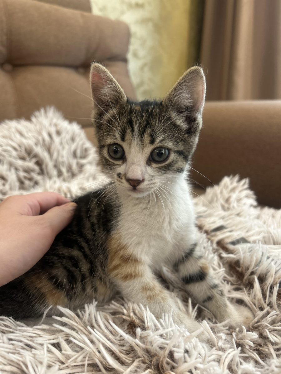 Spre adopție
