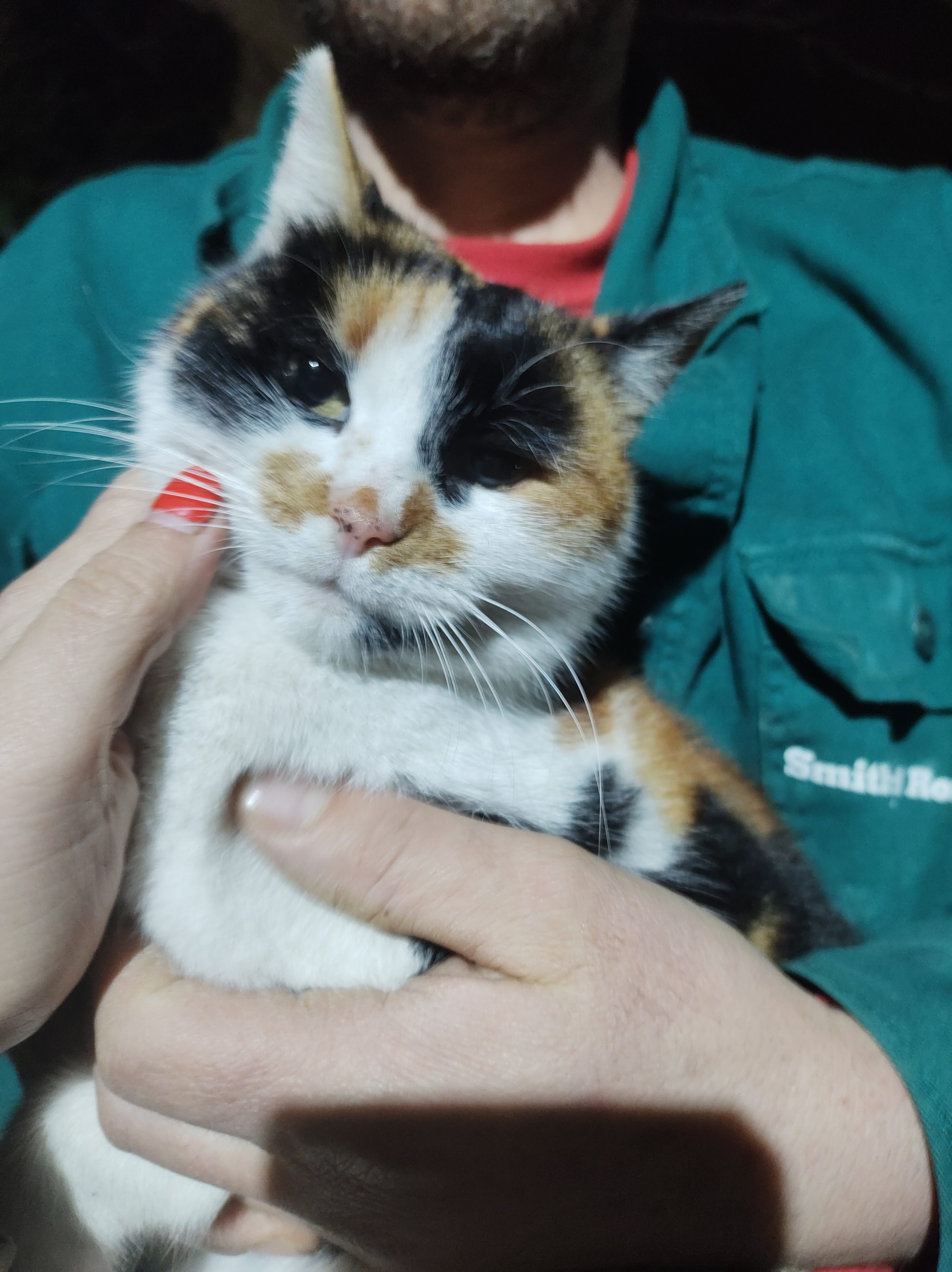 Matrioska Calico Pisica Adulta