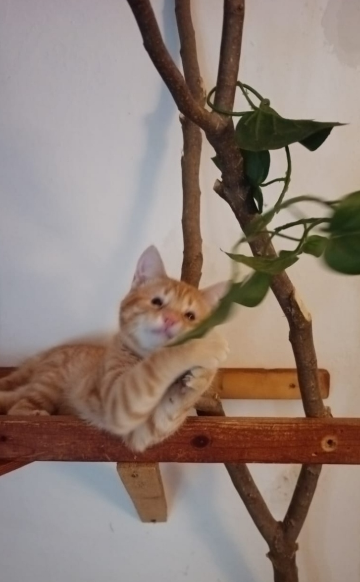 Puiuț blând și iubitor în căutare de căsuță