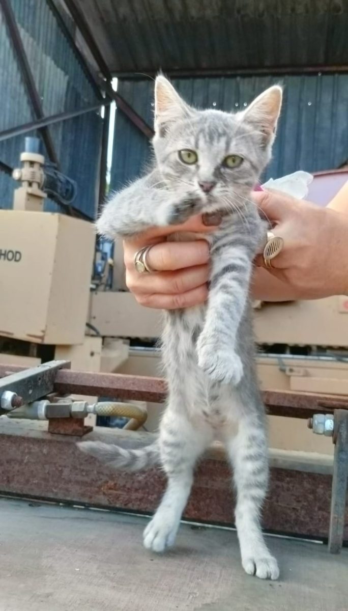 Urgent, puiuți abandonați, vine frigul!