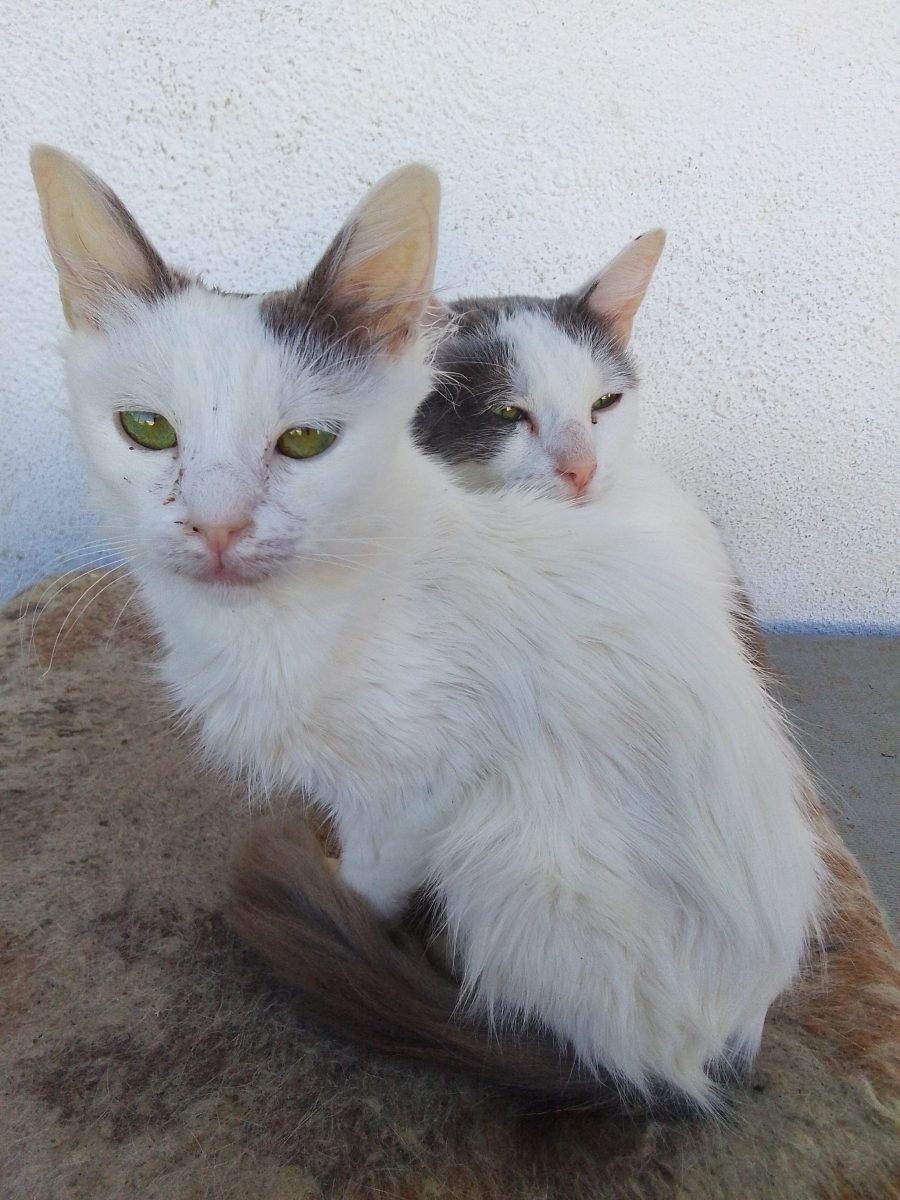 Miți, mix de angora și van turcească