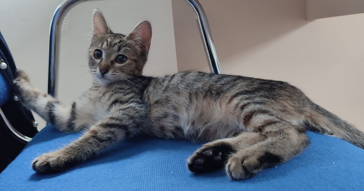 Pisicuța de catifea