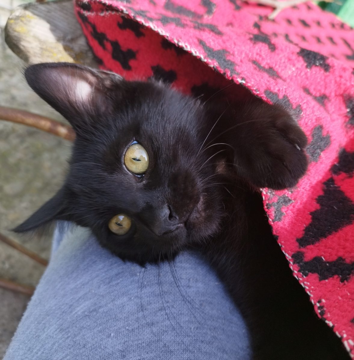 Motănel drăgălaș pentru adopție