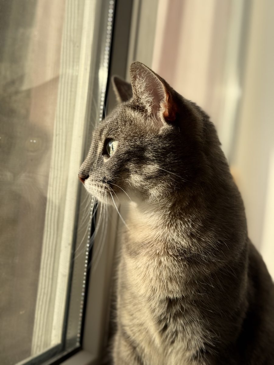 🐾 Pisicuță tigrată, elegantă și plină de farmec, caută o familie iubitoare! 🐾