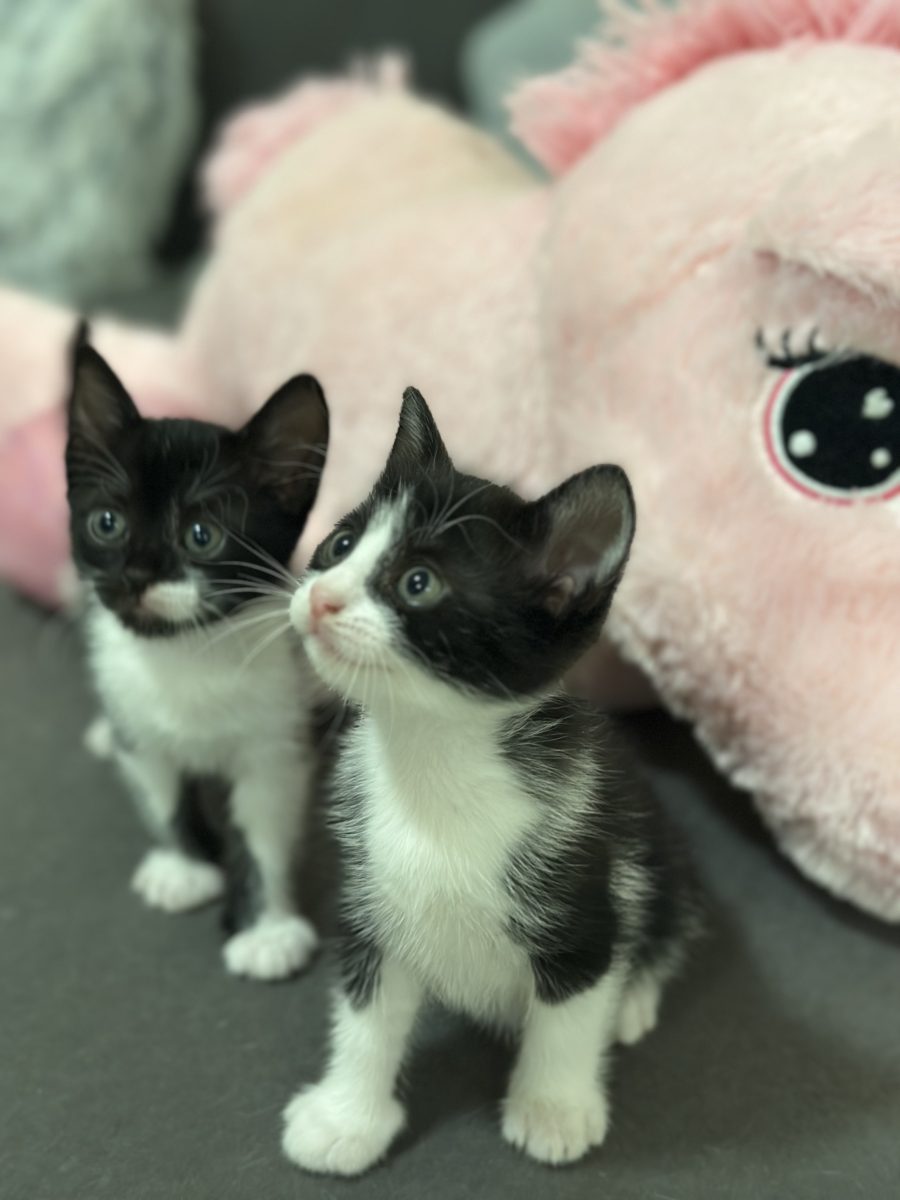 Urgent! Se dau spre adoptie !