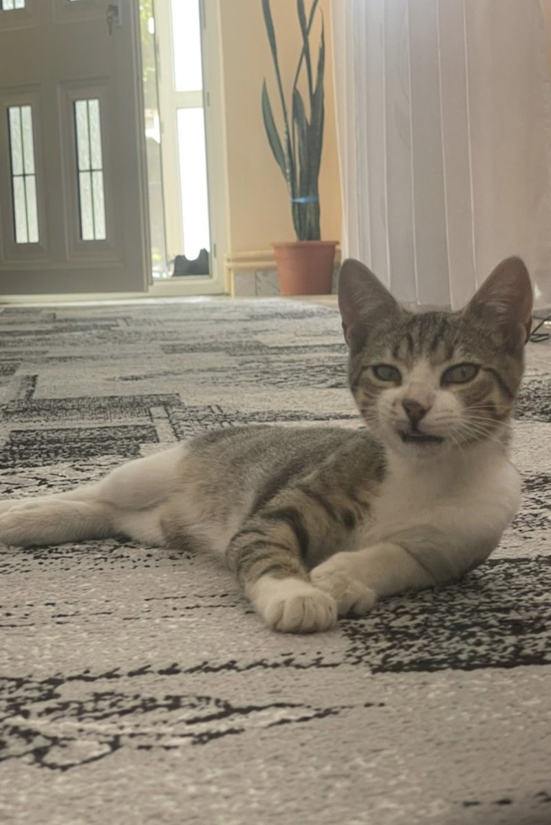 3 frățiori superbi își caută stăpâni iubitori