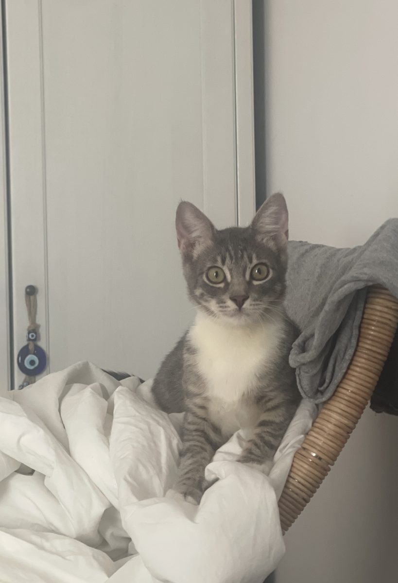 Adopta fericirea in miniatura 🐾