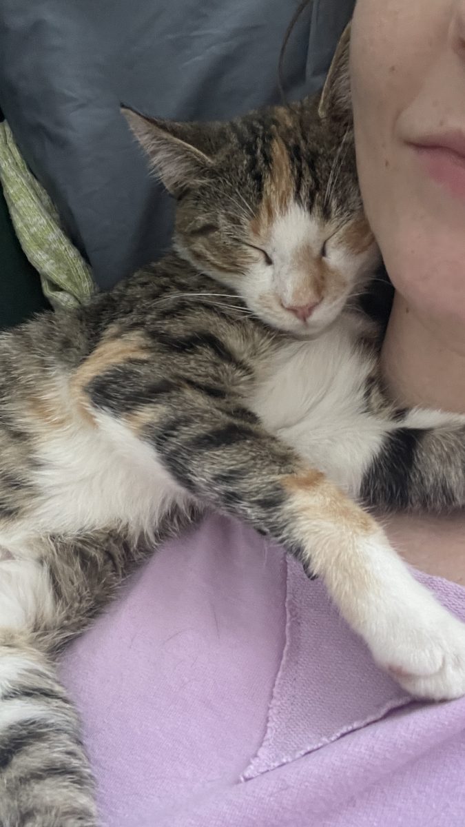 Pisi in trei culori – iubire și joacă la pachet 🐾🐱