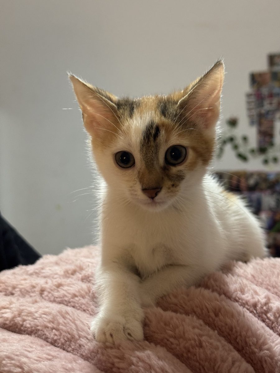 Pisoi spre adopție