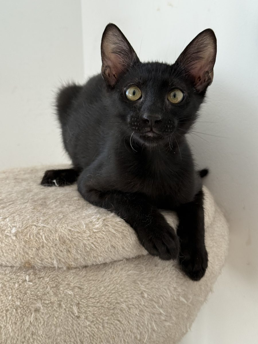 🫐 Berry, motănel de 4 luni – adopție București sau împrejurimi