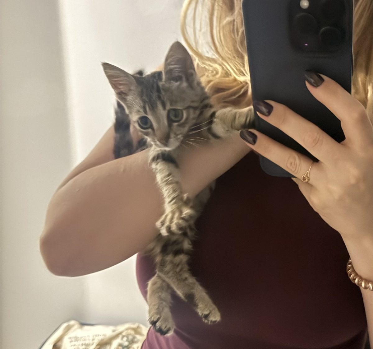URGENȚĂ – Pui de pisică spre adopție