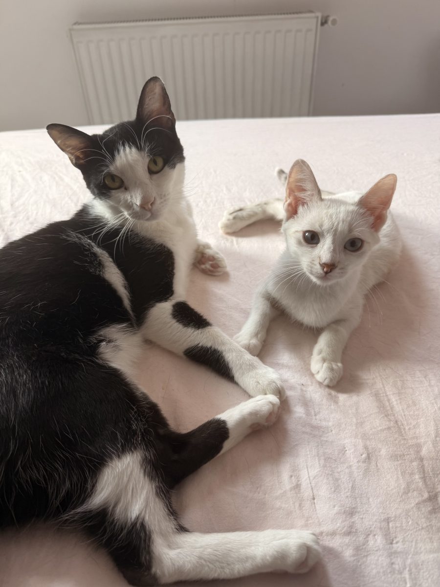 Snow băiețelul cu ochi albaștri și prietenul sau Tomy caută familie 😻