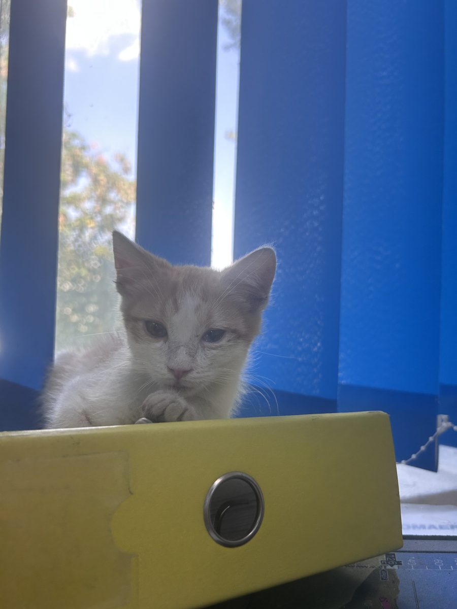 🐾 Thor & Loki – doi frați curajoși în căutarea unei familii 🐾