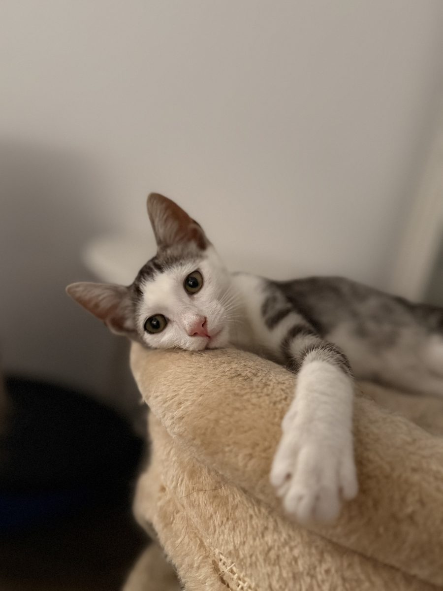 Bretonel caută familie în București! 😻