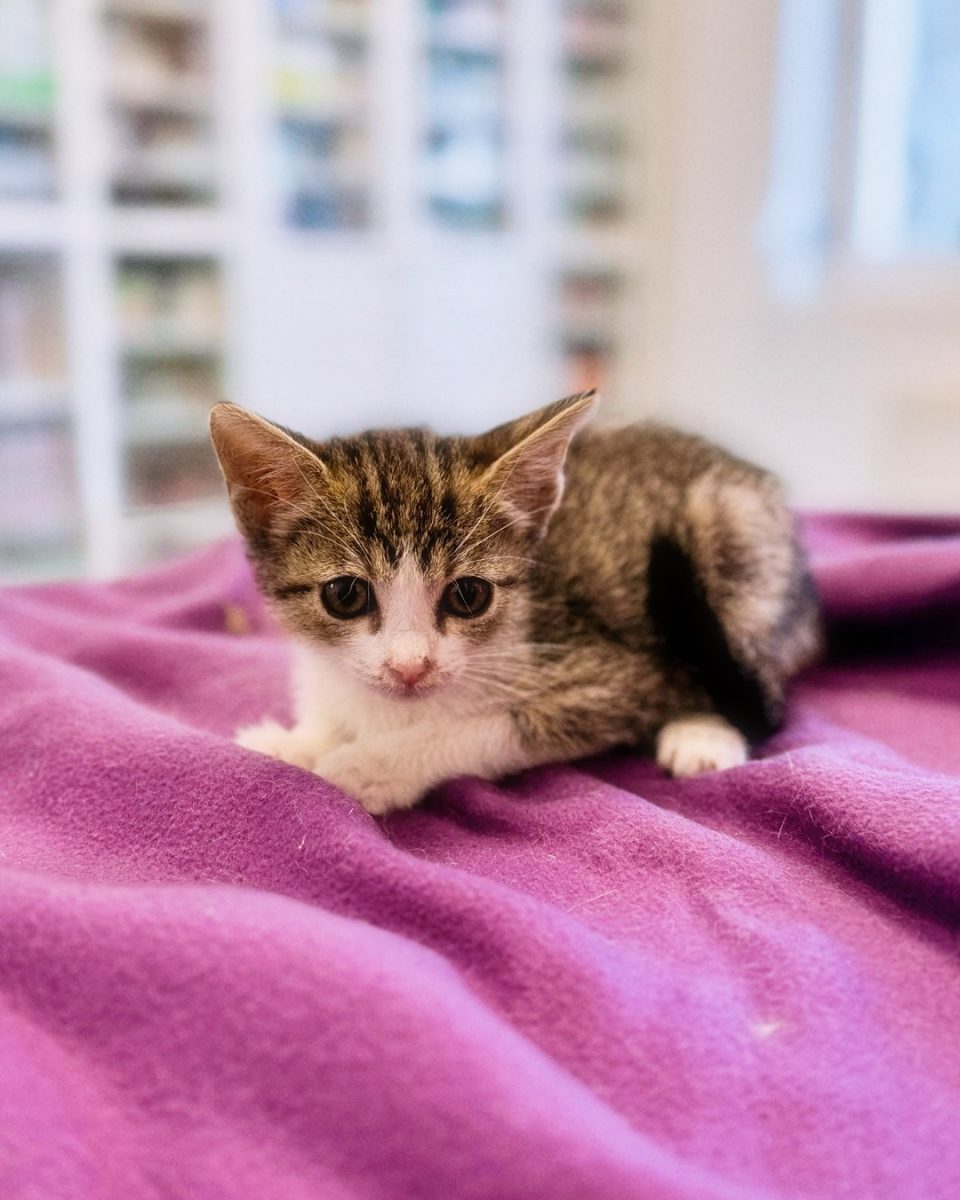 Pisicuță specială pentru adopție