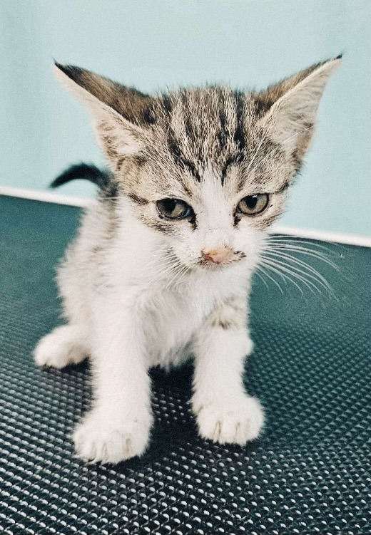 Pui de pisică spre adopție