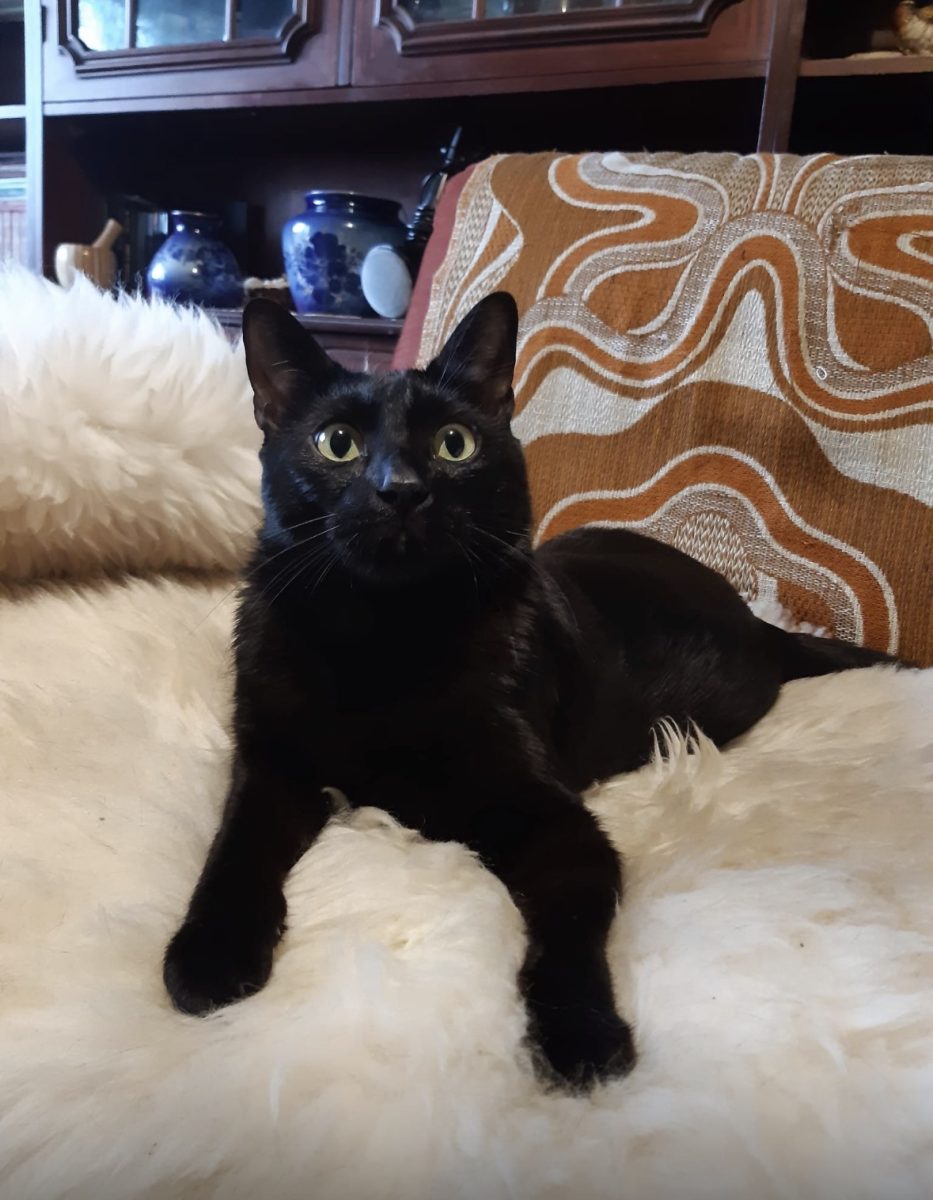 Pisic negru