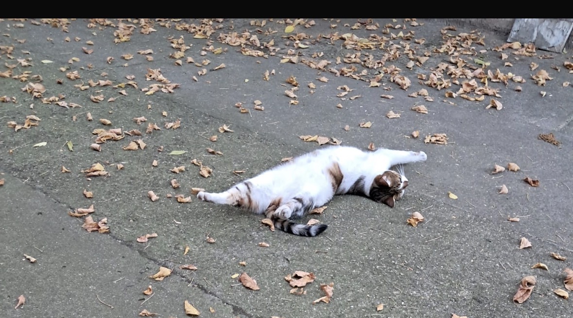 Pisoiasa mica cauta acasa