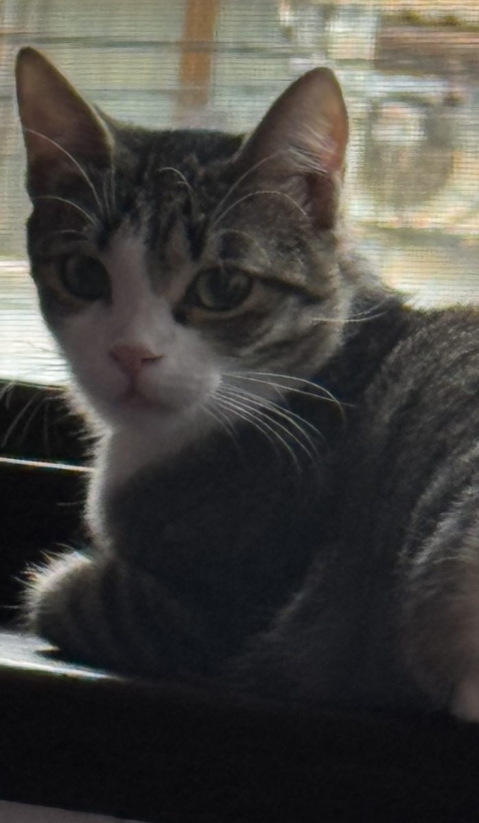 Pui cu mamica adoptiva